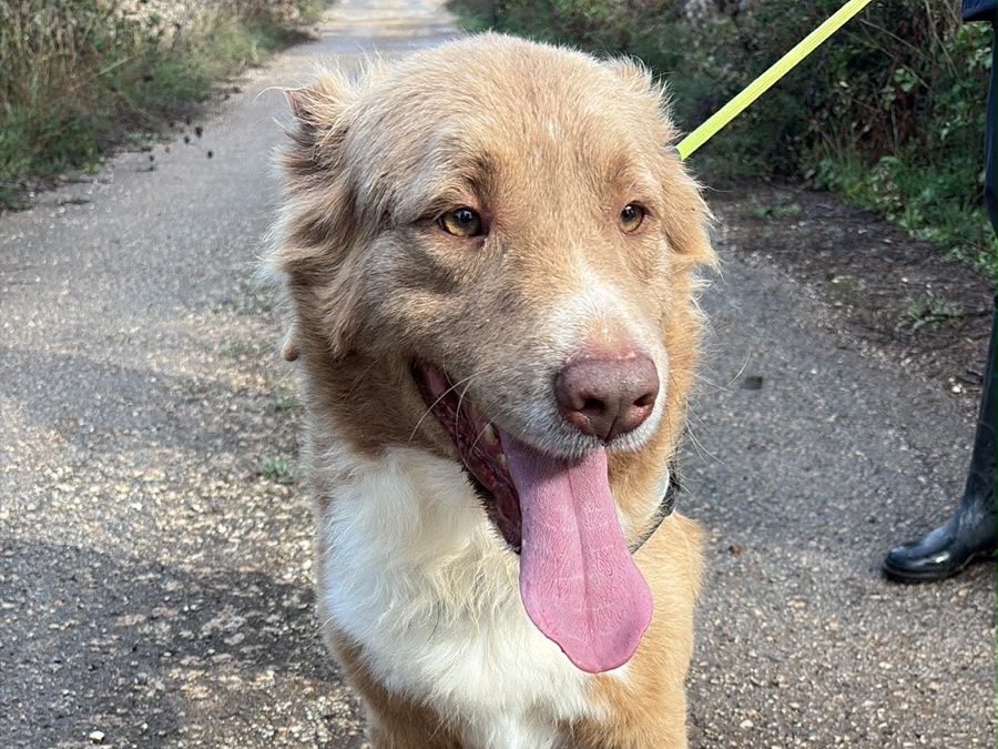 Adozione cane, maschio, Razza sconosciuta Razza sconosciuta, 5 anni e 1 mese, taglia media, Taranto