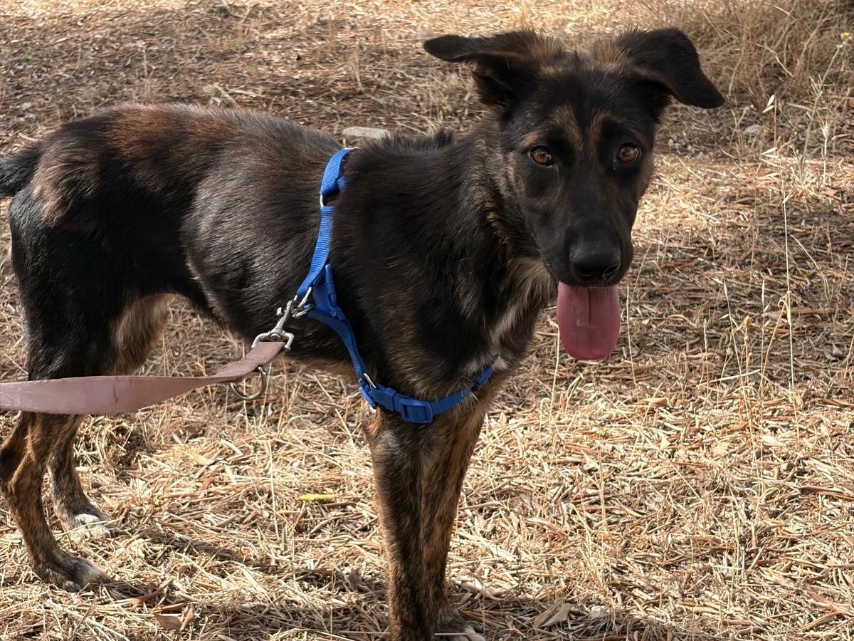 Adozione cane, femmina, Razza sconosciuta Razza sconosciuta, 1 anno e 1 mese, taglia media contenuta, Taranto