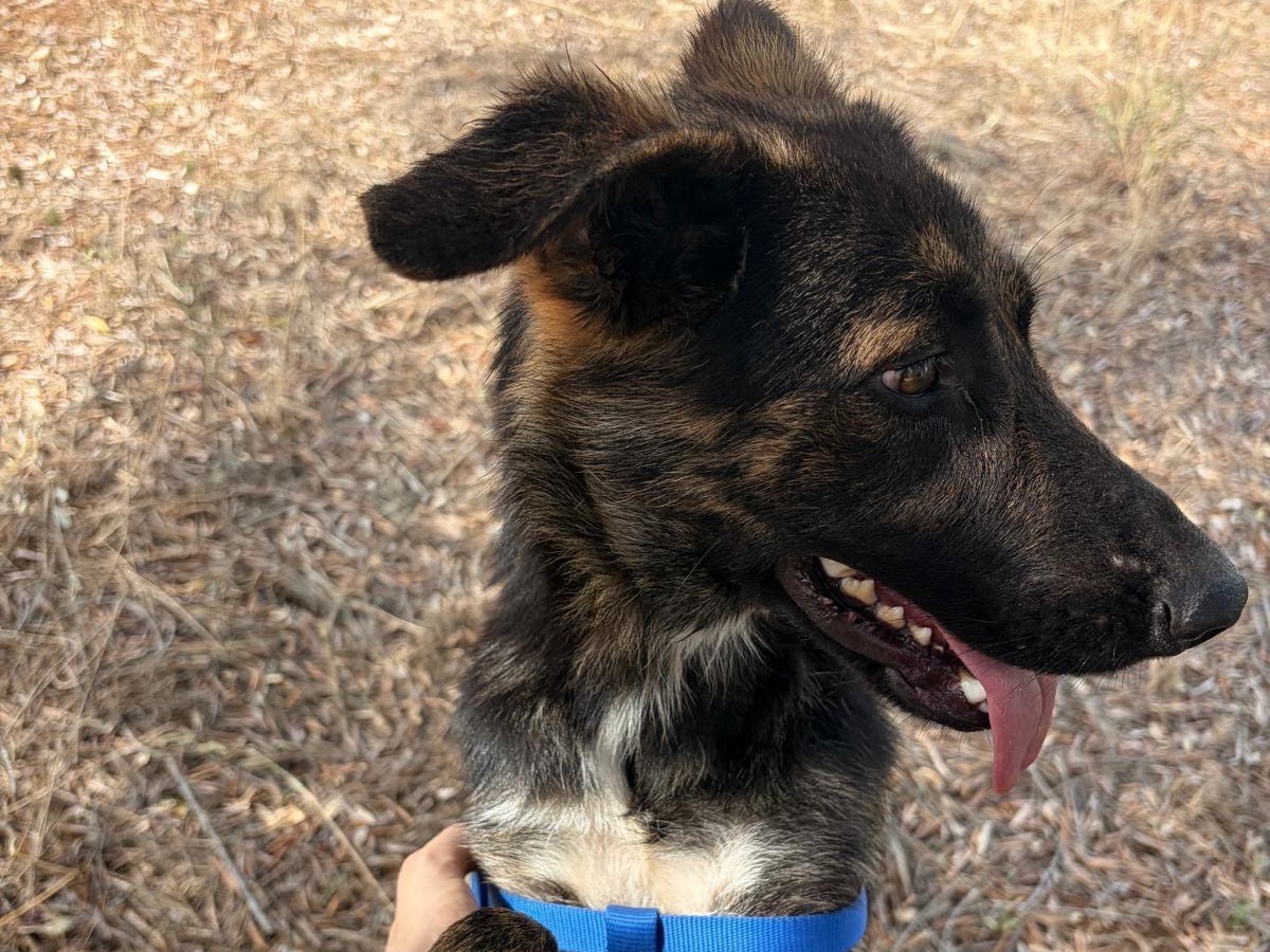 Adotta un cane, femmina, 1 anno e 1 mese, Taranto