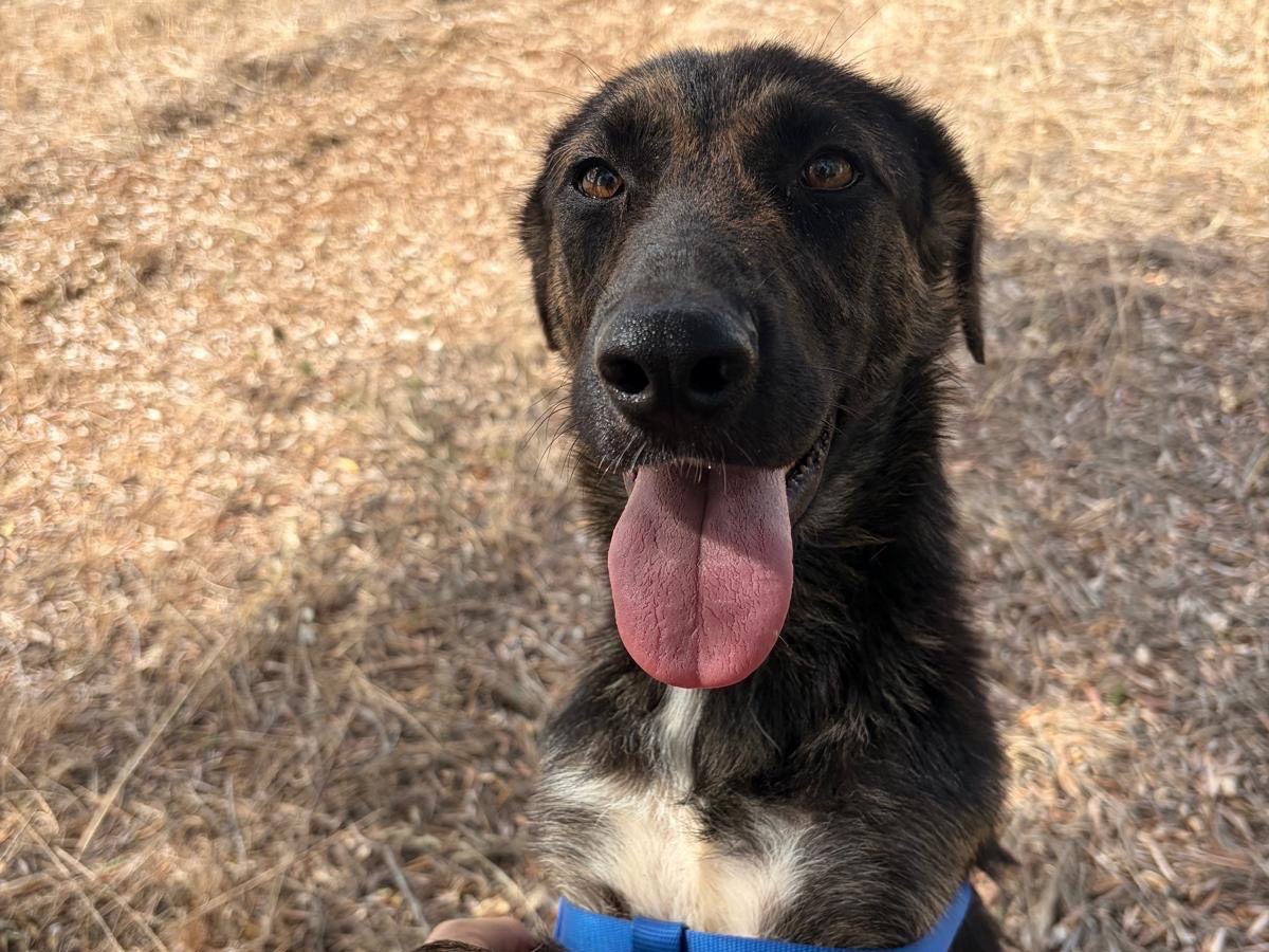 Adotta un cane, taglia media contenuta, femmina, Taranto