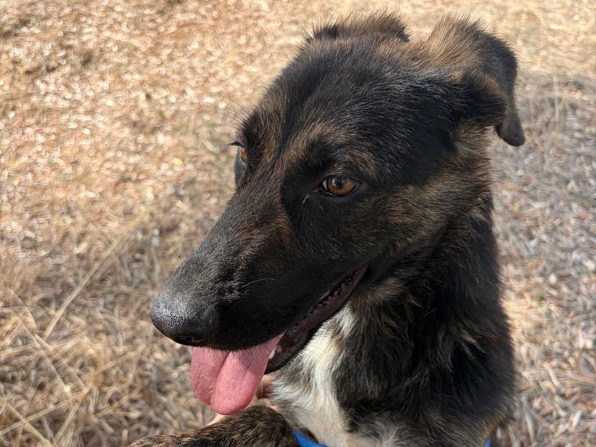 Vuoi adottare un cane a Taranto?