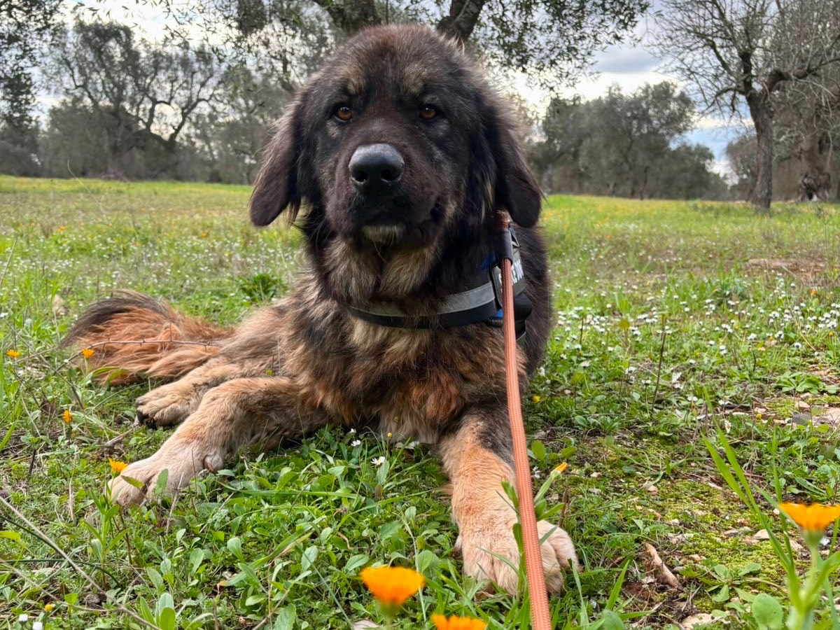 Adozione cane, femmina, Razza sconosciuta Razza sconosciuta, 5 anni e 1 mese, taglia grande, Taranto