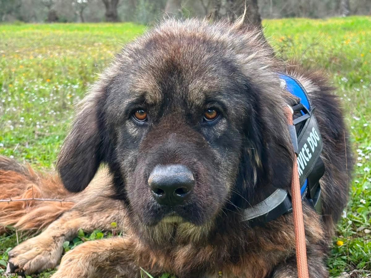 Adotta un cane, femmina, 5 anni e 1 mese, Taranto