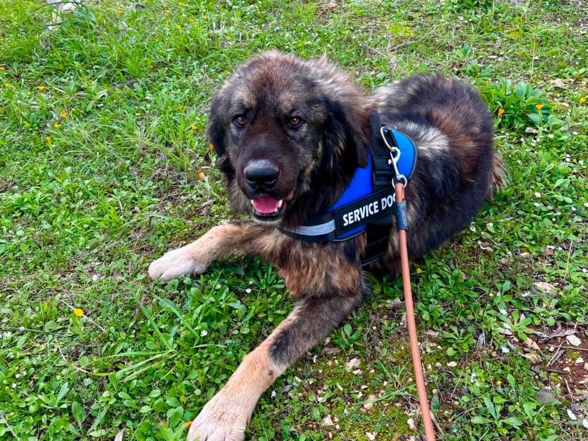 Adotta un cane, taglia grande, femmina, Taranto