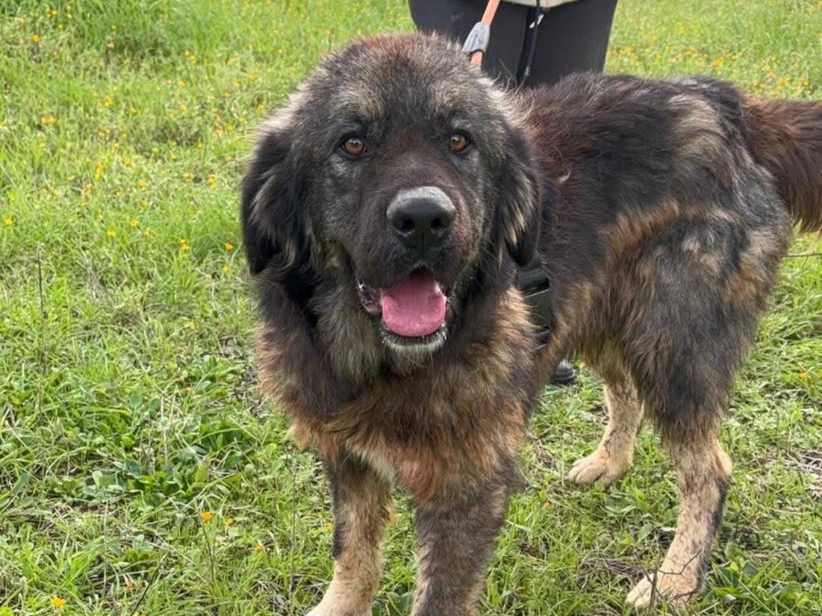 Vuoi adottare un cane a Taranto?
