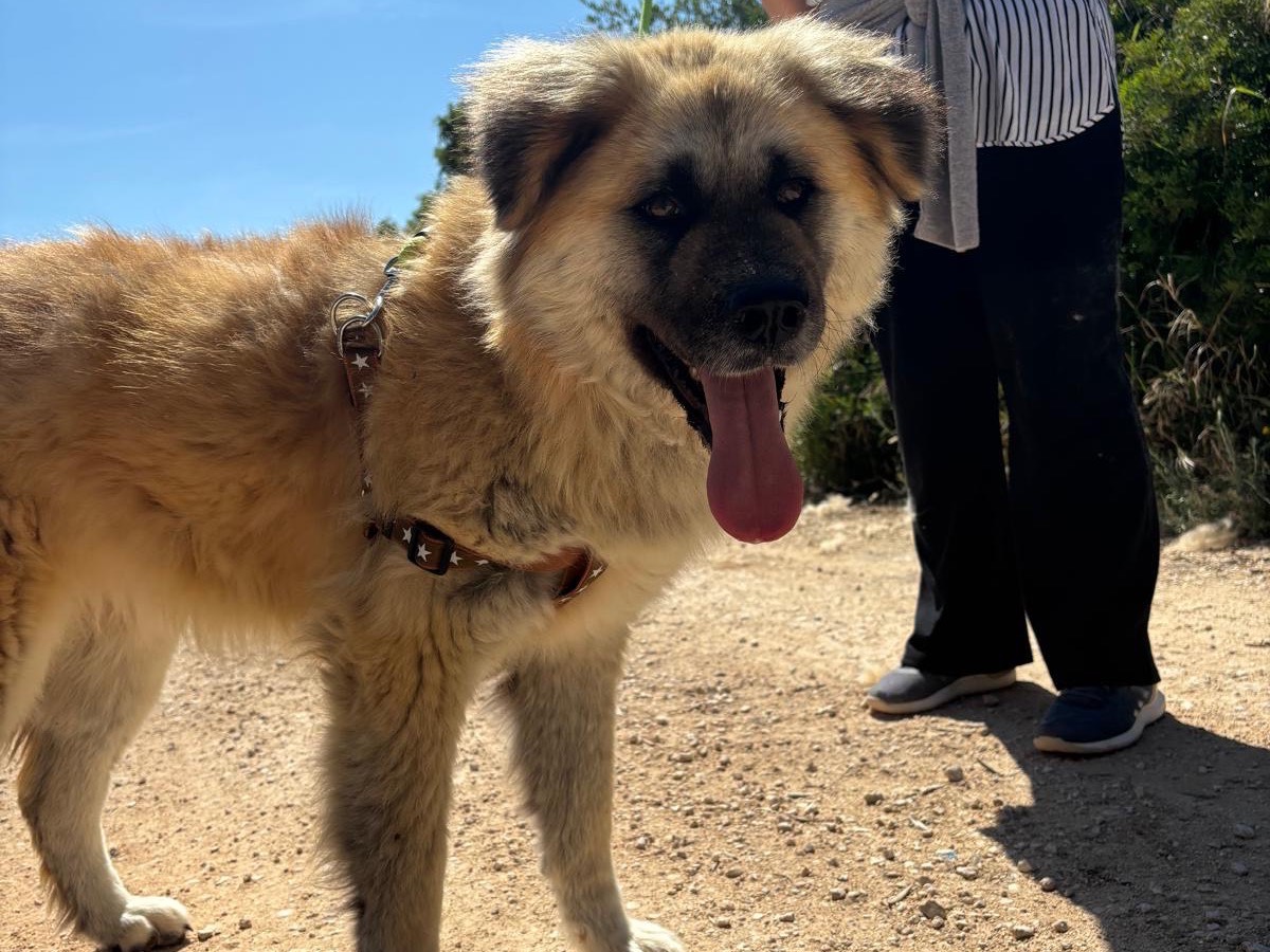Adozione cane, femmina, Akita Razza sconosciuta, 4 anni e 1 mese, taglia grande, Taranto