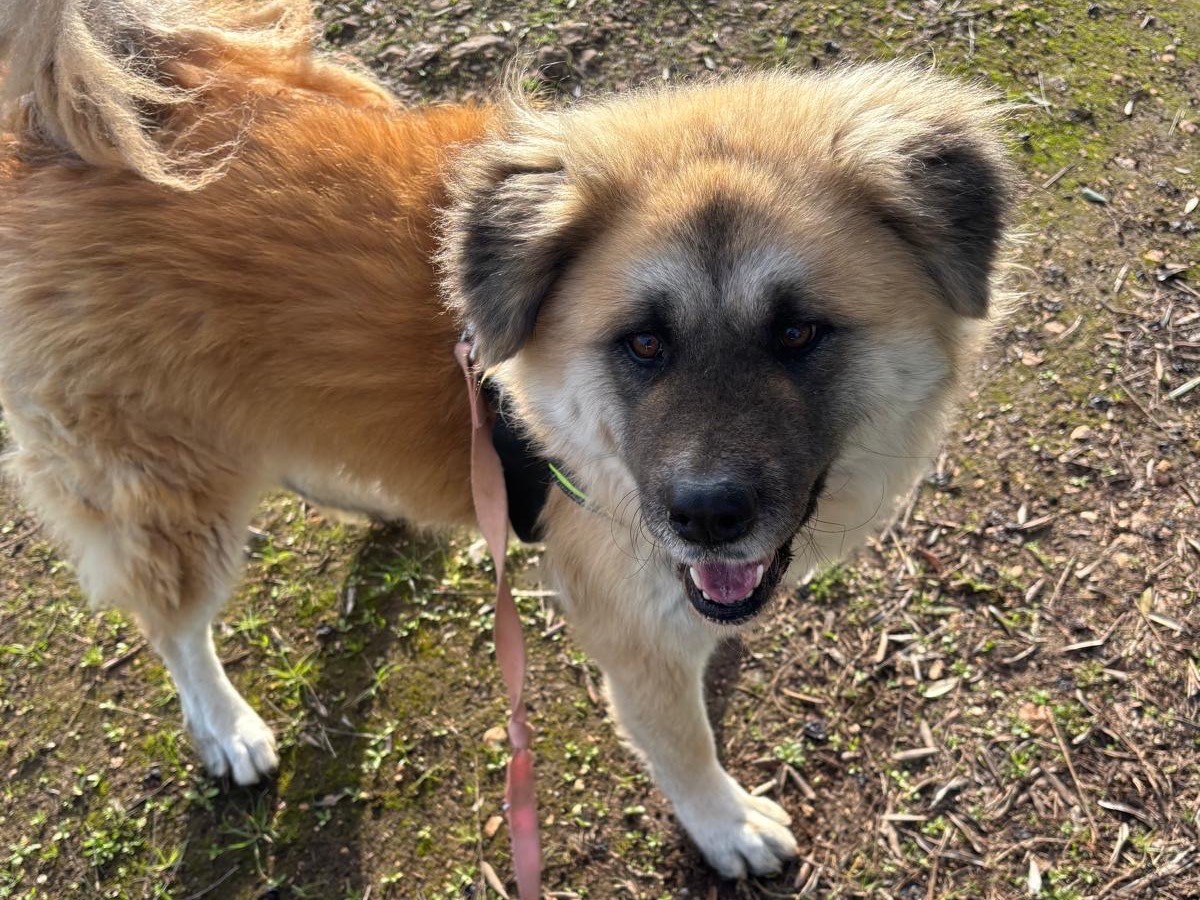 Adotta un cane, femmina, 4 anni e 1 mese, Taranto