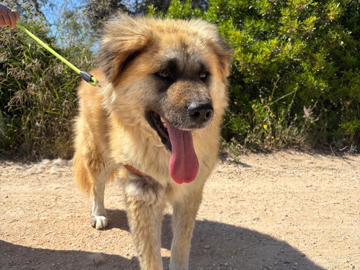 Adotta un cane, taglia grande, femmina, Taranto