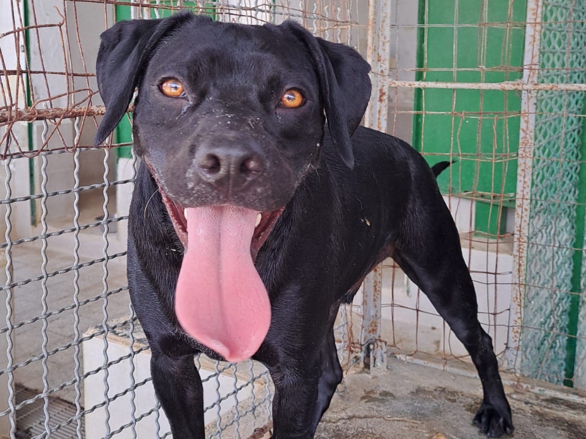 Adotta un cane, maschio, 10 mesi, Caserta