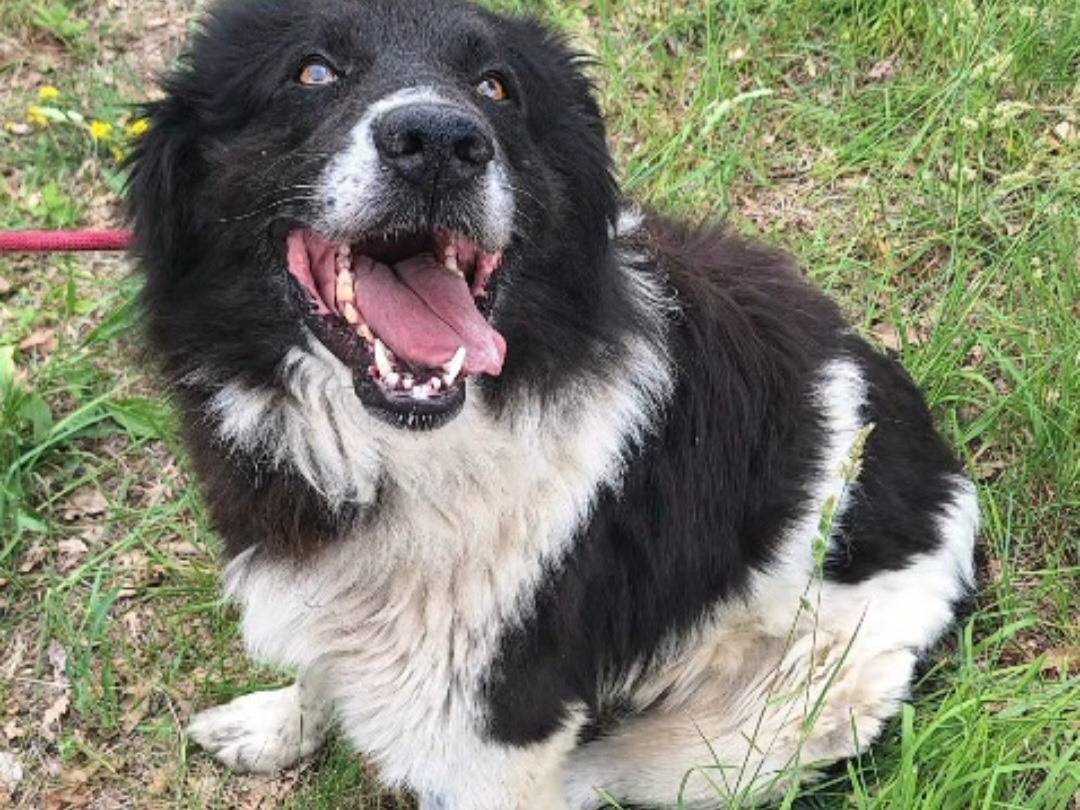 Adozione cane, maschio, Razza sconosciuta Razza sconosciuta, 3 anni e 2 mesi, taglia grande, Teramo