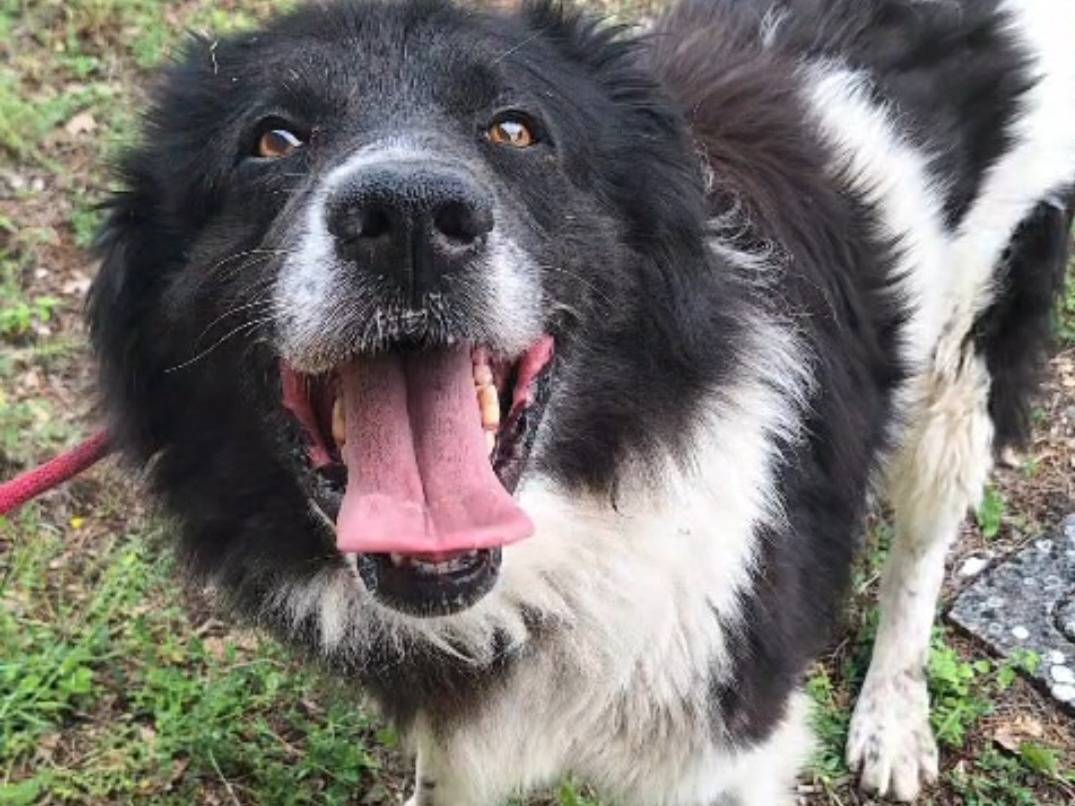 Adotta un cane, maschio, 3 anni e 2 mesi, Teramo