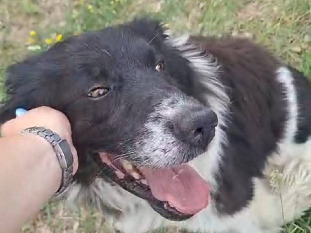 Adotta un cane, taglia grande, maschio, Teramo