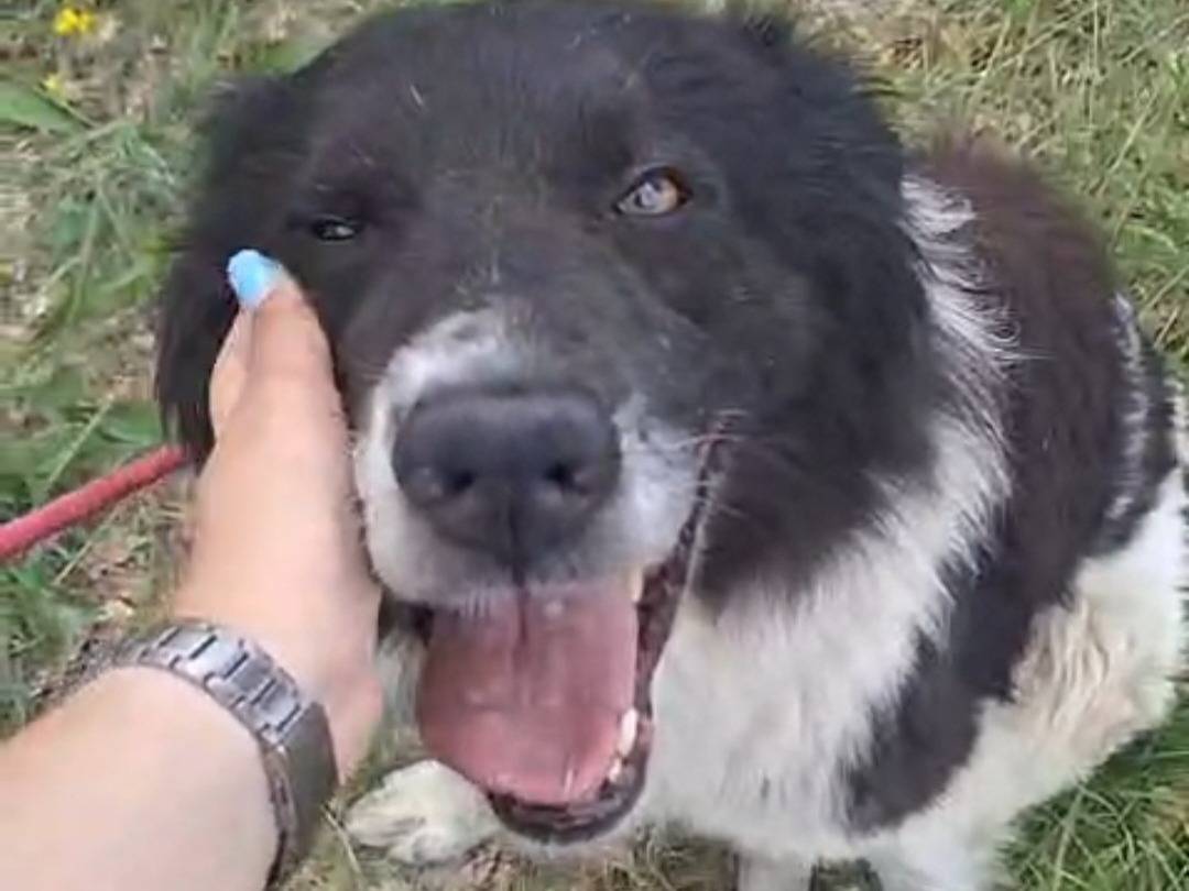 Vuoi adottare un cane a Teramo?