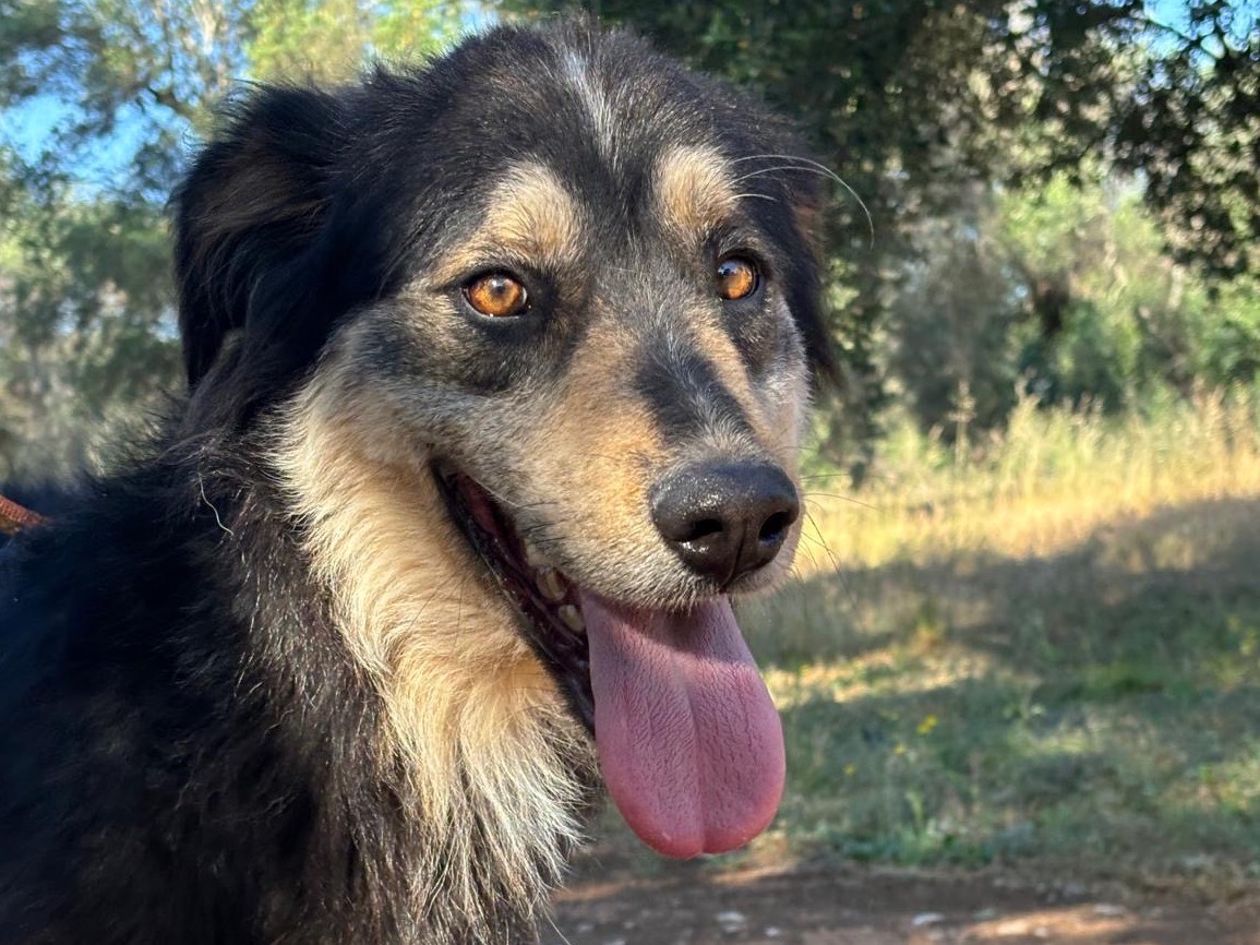 Adozione cane, maschio, Razza sconosciuta Razza sconosciuta, 1 anno e 10 mesi, taglia media, Taranto
