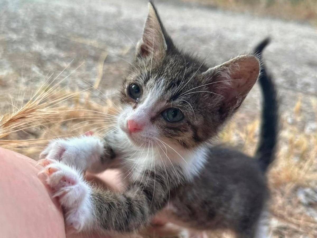 Adozione gatto, maschio, Razza sconosciuta Razza sconosciuta, 2 mesi, taglia non valida, Trapani