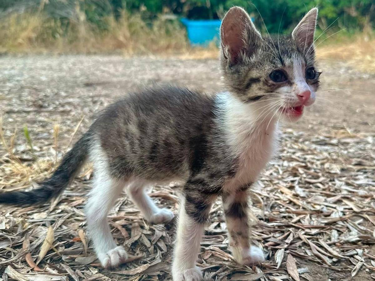 Adotta un gatto, maschio, 2 mesi, Trapani