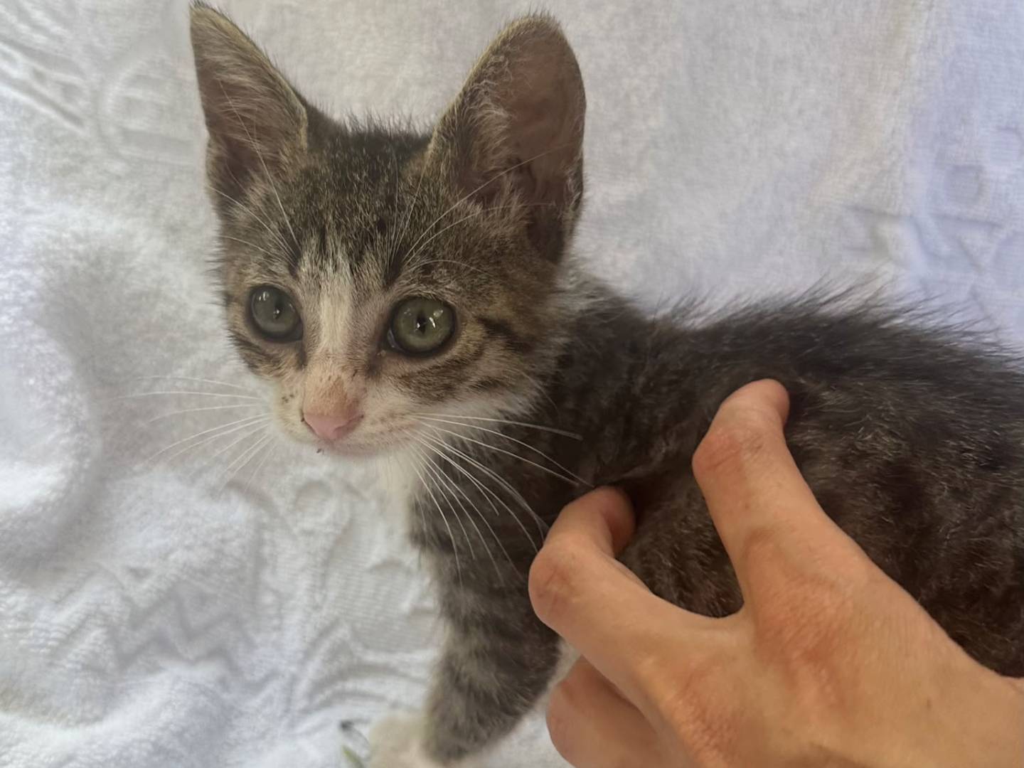 Adotta un gatto, taglia non valida, maschio, Trapani