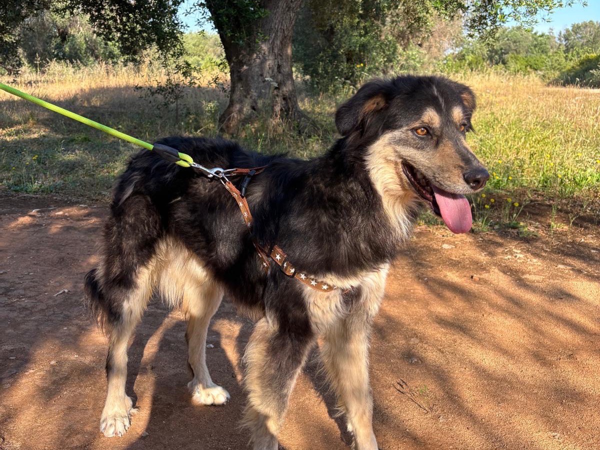 Adotta un cane, maschio, 1 anno e 10 mesi, Taranto