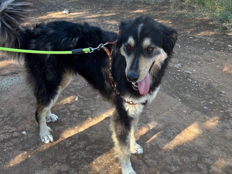 Adotta un cane, taglia media, maschio, Taranto