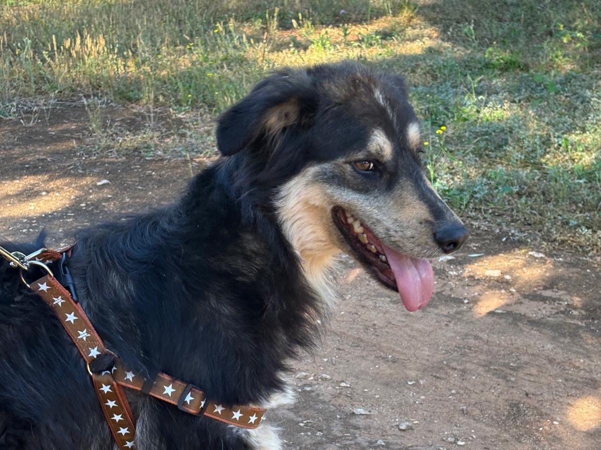 Vuoi adottare un cane a Taranto?