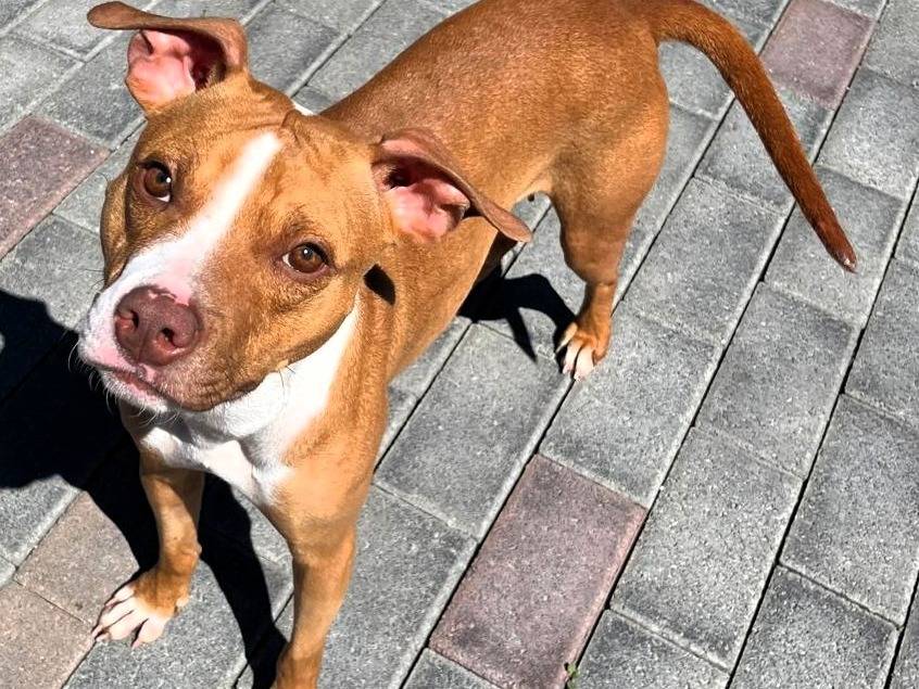 Adozione cane, femmina, Razza sconosciuta Razza sconosciuta, 1 anno e 8 mesi, taglia media, Milano