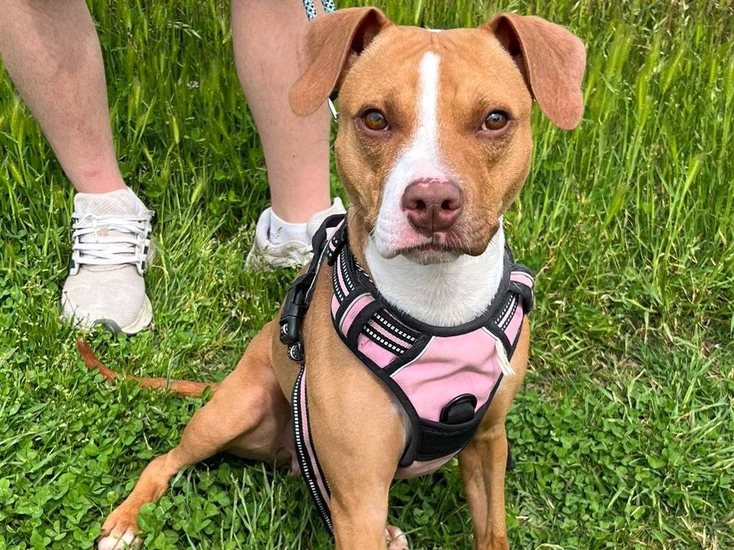 Adotta un cane, femmina, 1 anno e 8 mesi, Milano