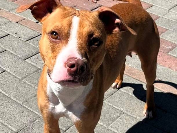 Adotta un cane, taglia media, femmina, Milano