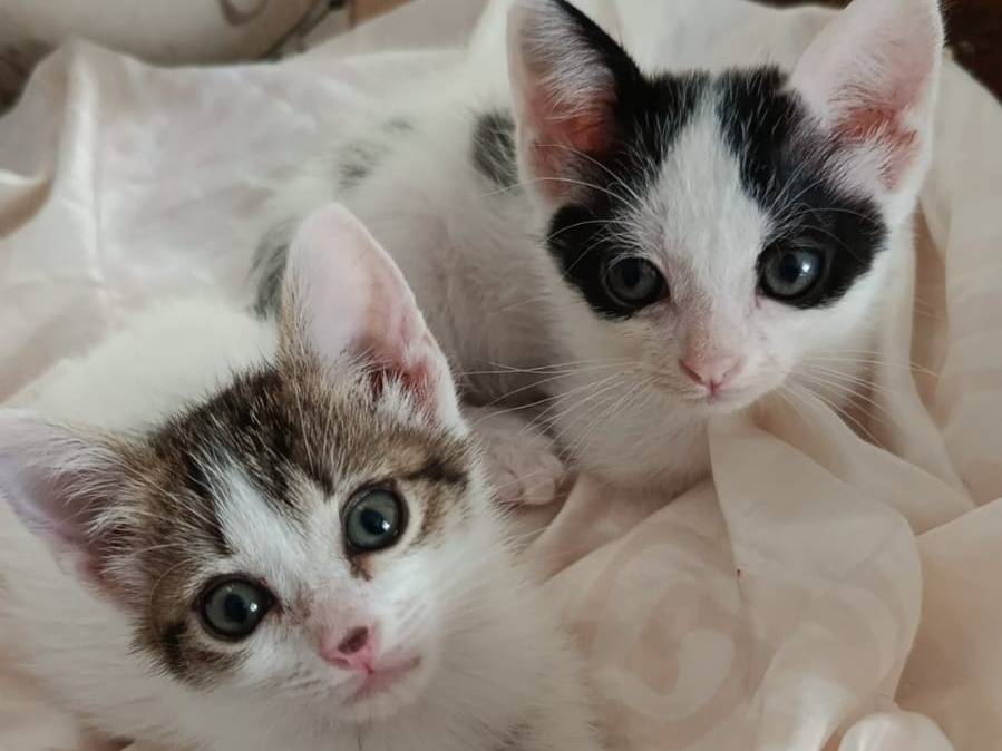 Adotta un gatto, taglia non valida, maschio, Frosinone