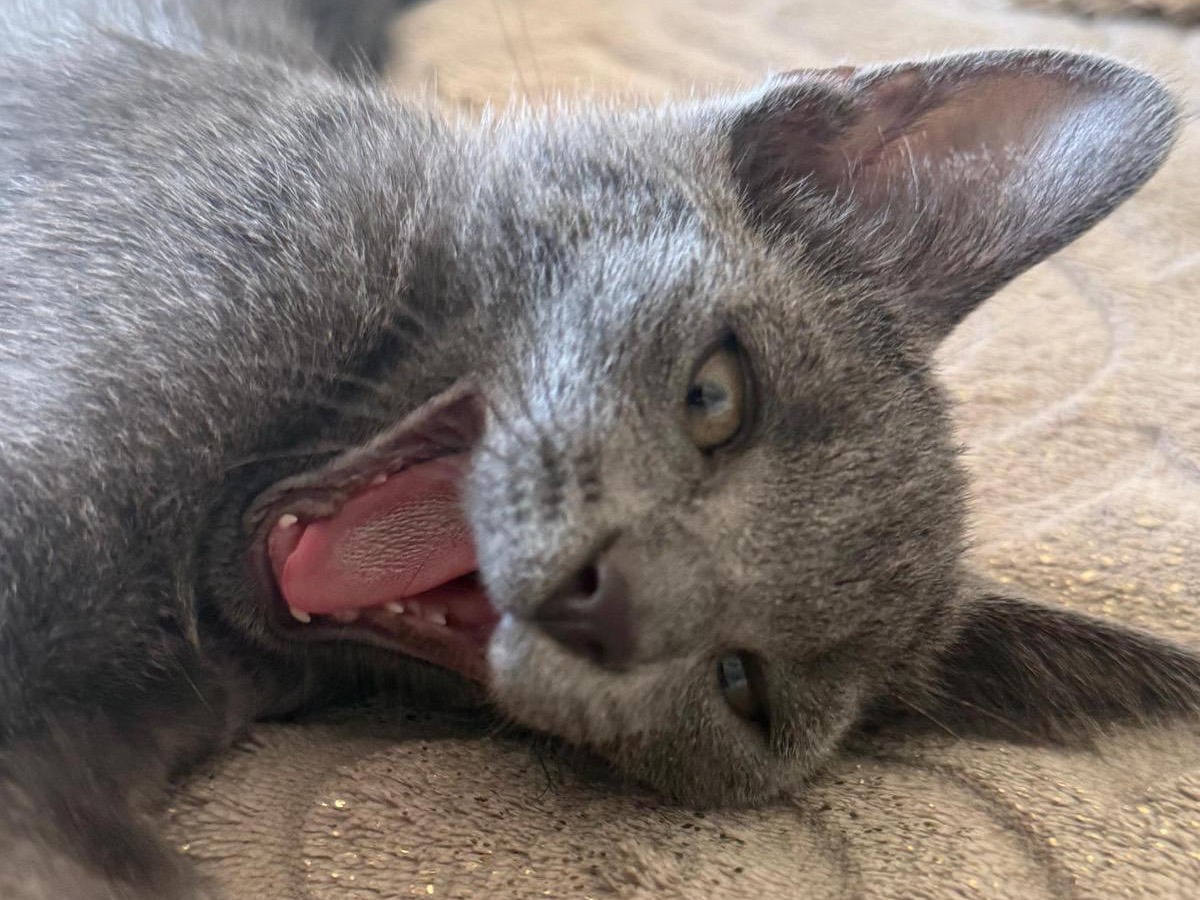 Adotta un gatto, maschio, 3 mesi, Teramo