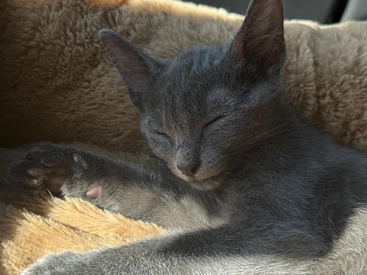 Adozione gatto, maschio, Certosino  Razza sconosciuta, 3 mesi, taglia non valida, Teramo