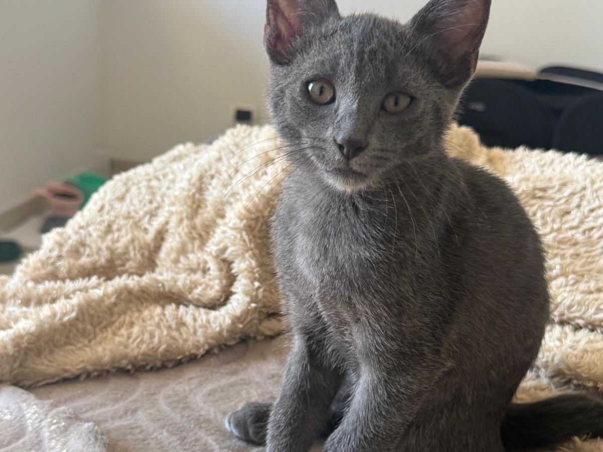 Adotta un gatto, taglia non valida, maschio, Teramo