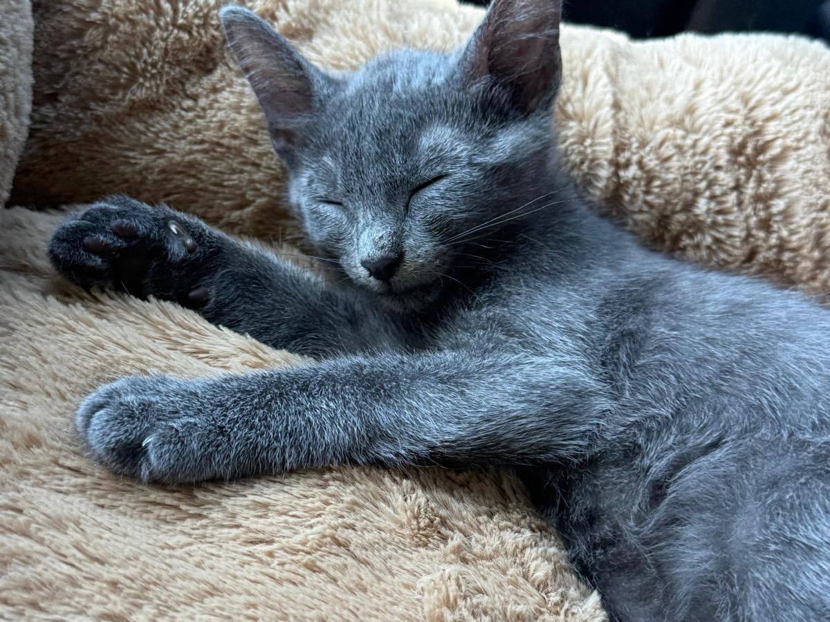 Adozione gatto, femmina, Certosino  Razza sconosciuta, 3 mesi, taglia non valida, Teramo