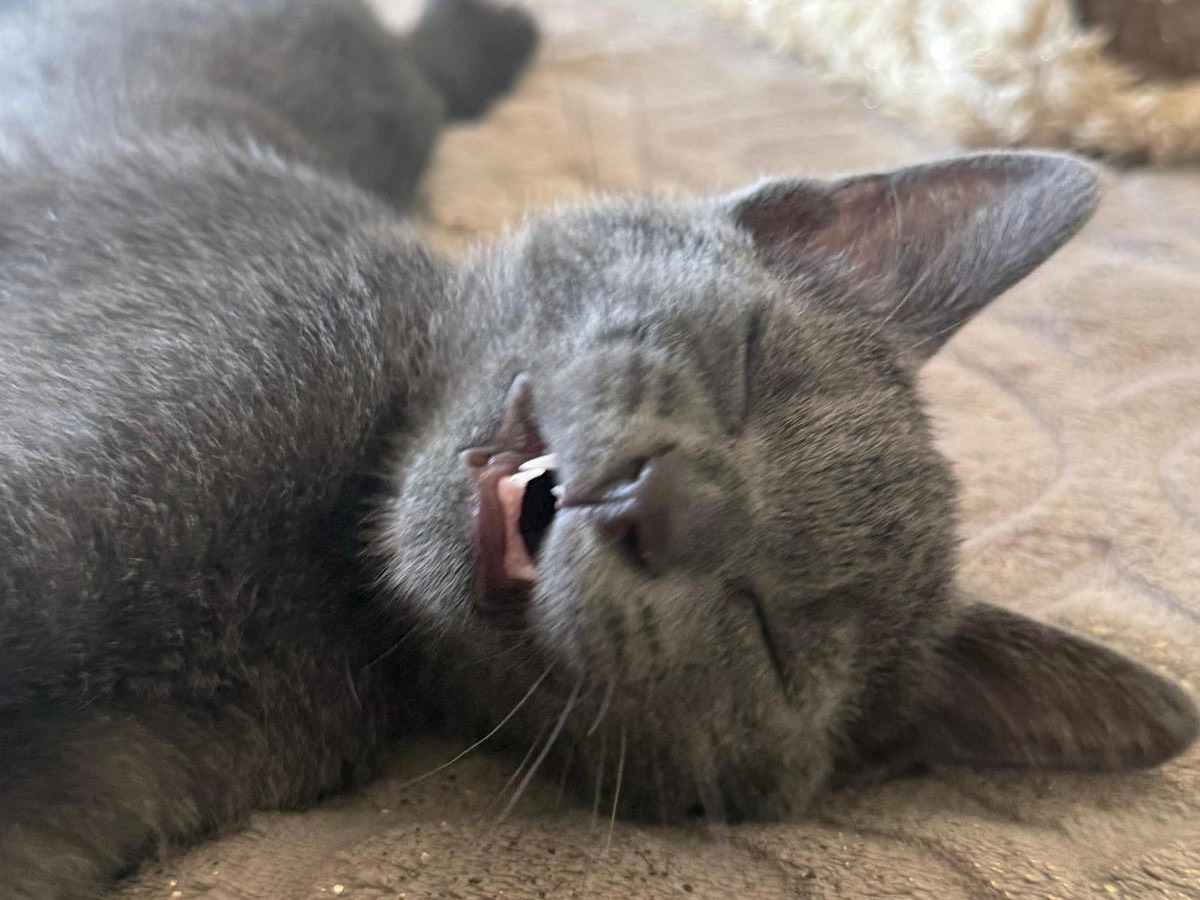 Adotta un gatto, taglia non valida, femmina, Teramo
