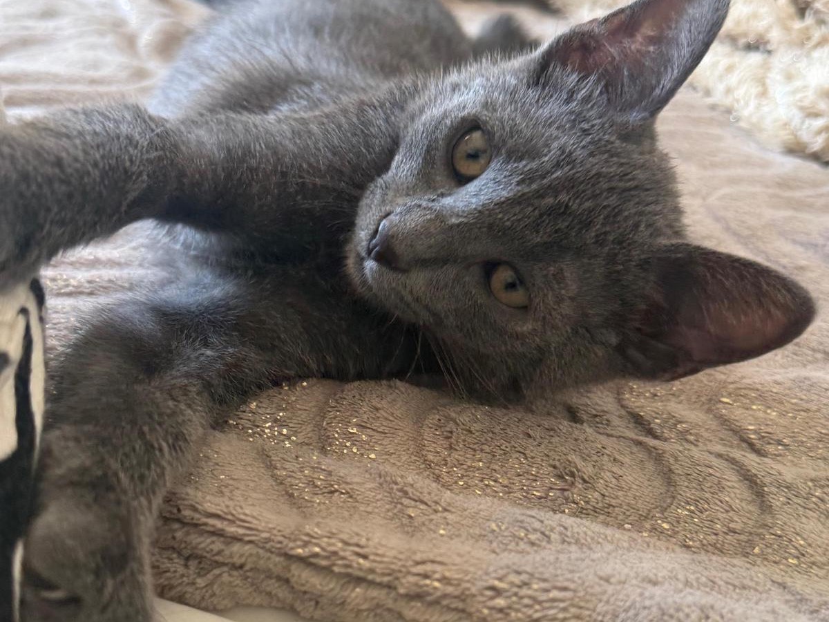 Adotta un gatto, femmina, 3 mesi, Teramo