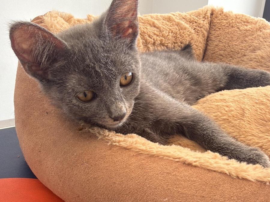 Vuoi adottare un gatto a Teramo?