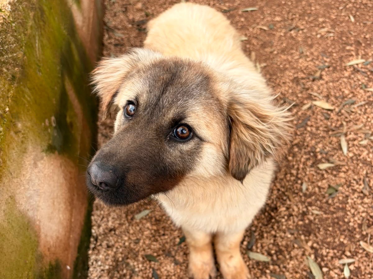 Adozione cane, maschio, Razza sconosciuta Razza sconosciuta, 1 anno e 2 mesi, taglia media contenuta, Taranto