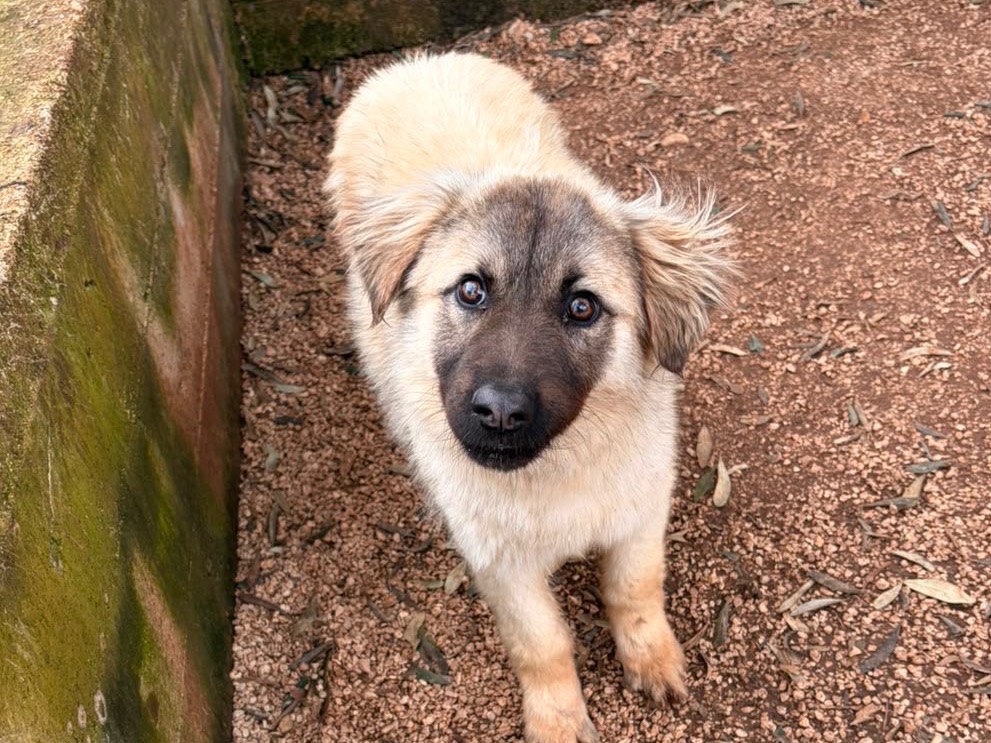 Adotta un cane, maschio, 1 anno e 2 mesi, Taranto