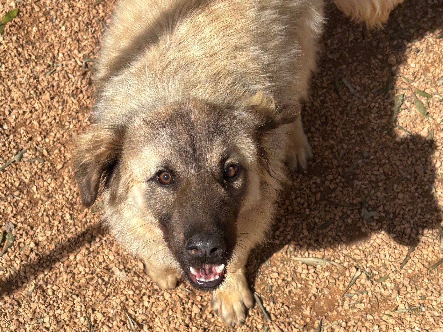 Adotta un cane, taglia media contenuta, maschio, Taranto