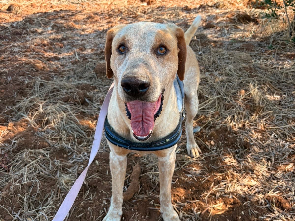Adozione cane, maschio, Razza sconosciuta Razza sconosciuta, 8 anni e 2 mesi, taglia grande, Taranto