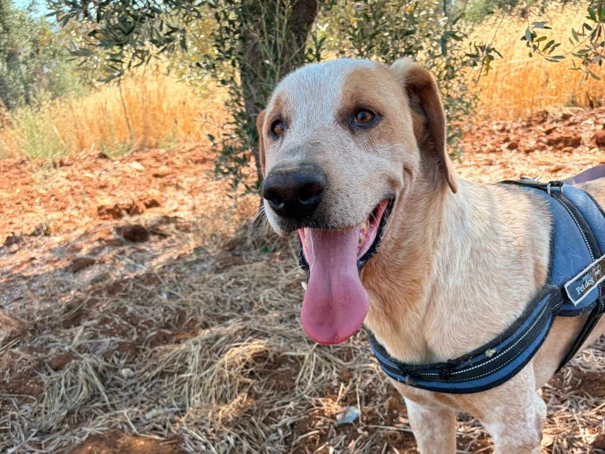 Adotta un cane, maschio, 8 anni e 2 mesi, Taranto