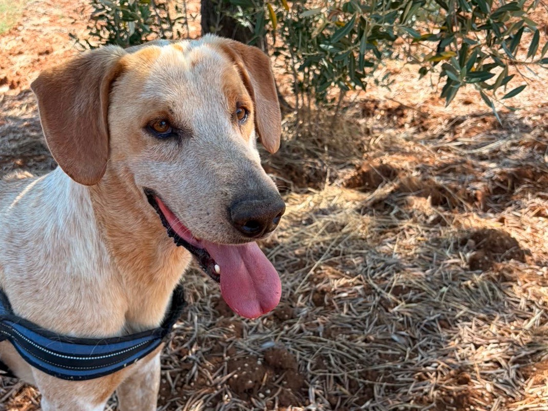 Adotta un cane, taglia grande, maschio, Taranto