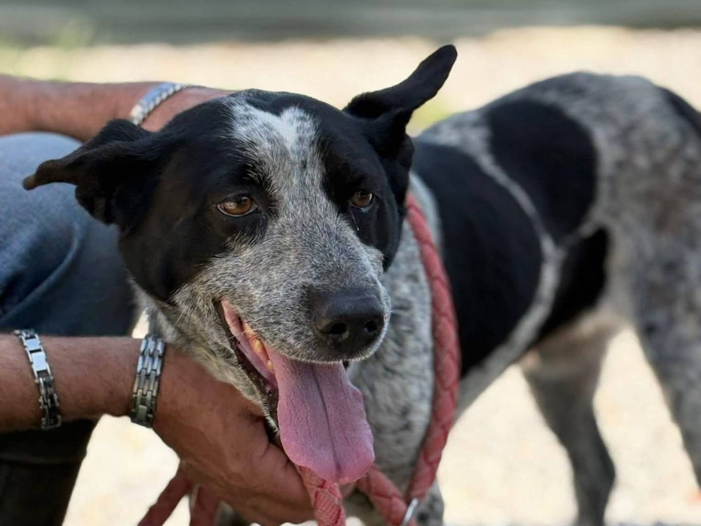 Adozione cane, femmina, Razza sconosciuta Razza sconosciuta, 2 anni e 9 mesi, taglia media, Palermo