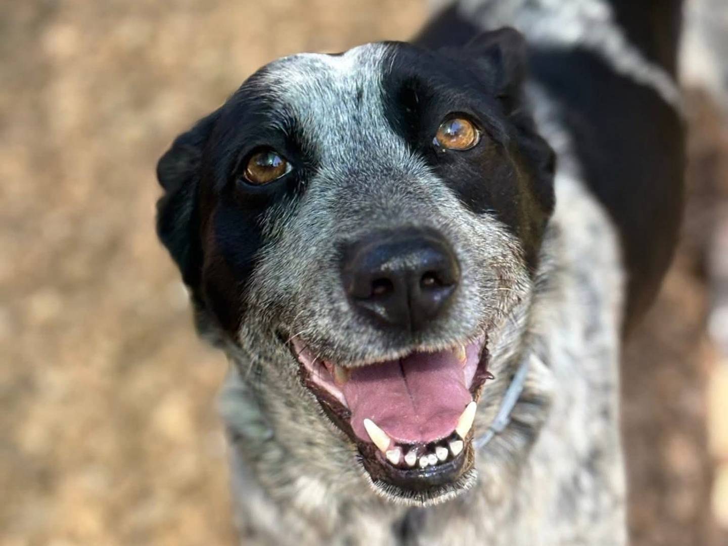 Adotta un cane, taglia media, femmina, Palermo