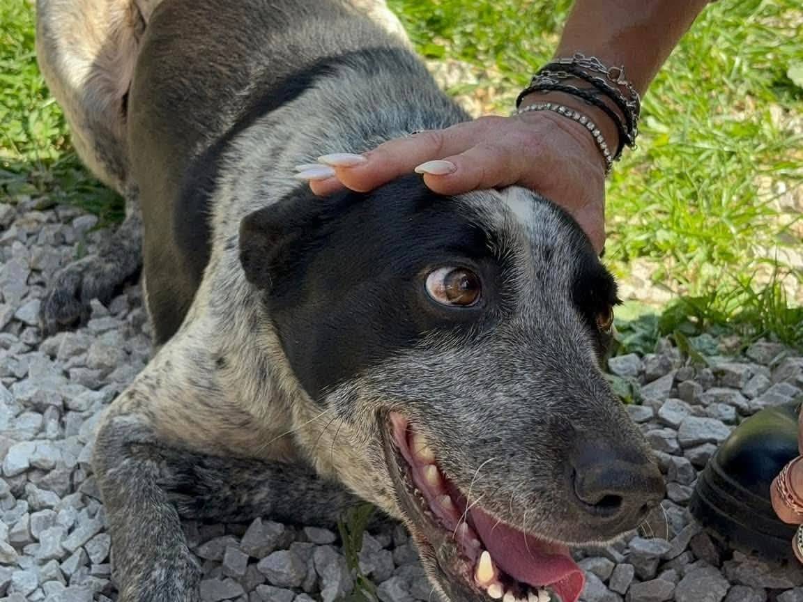 Vuoi adottare un cane a Palermo?
