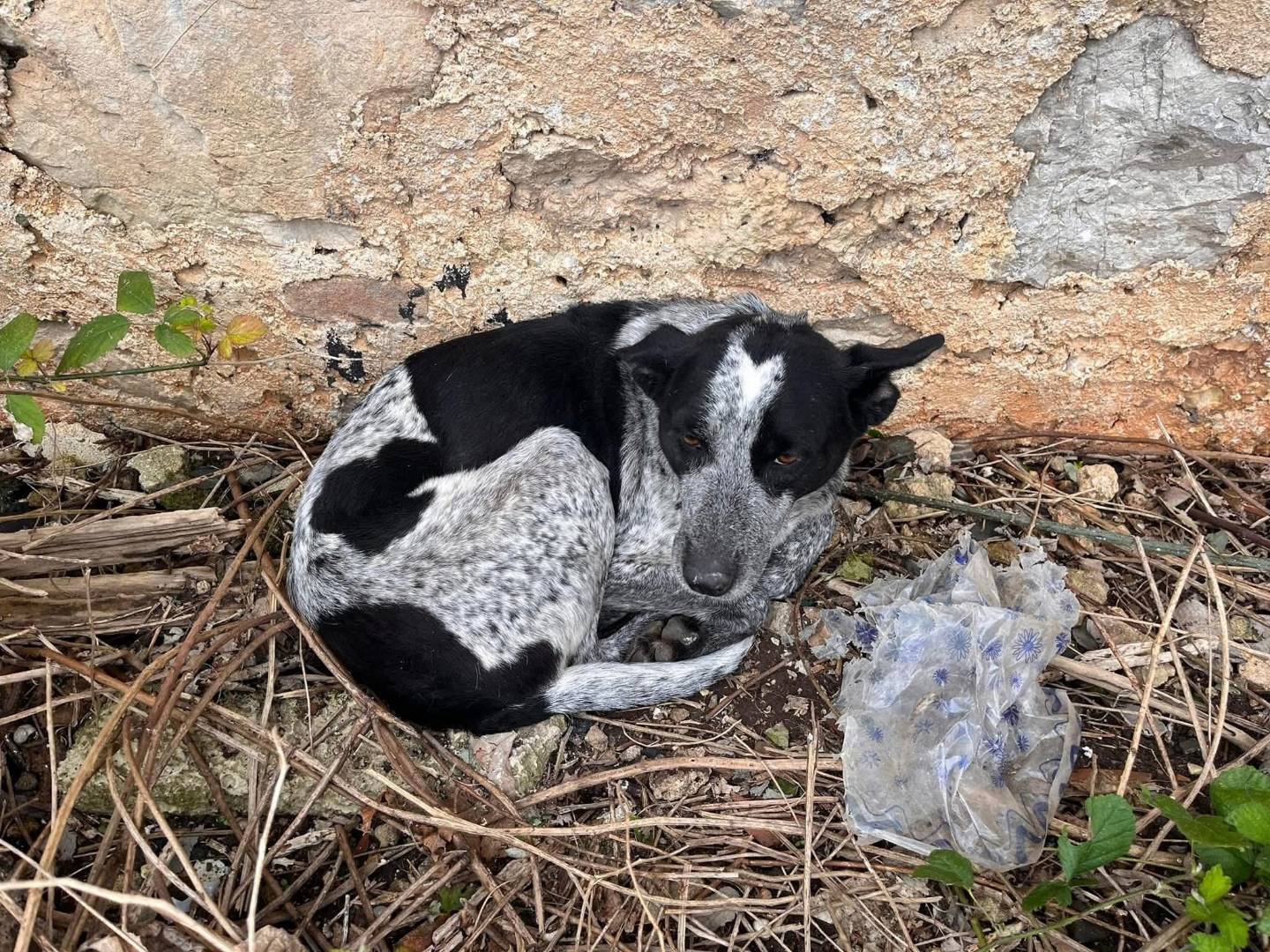 Adotta il cane Flora  a Palermo