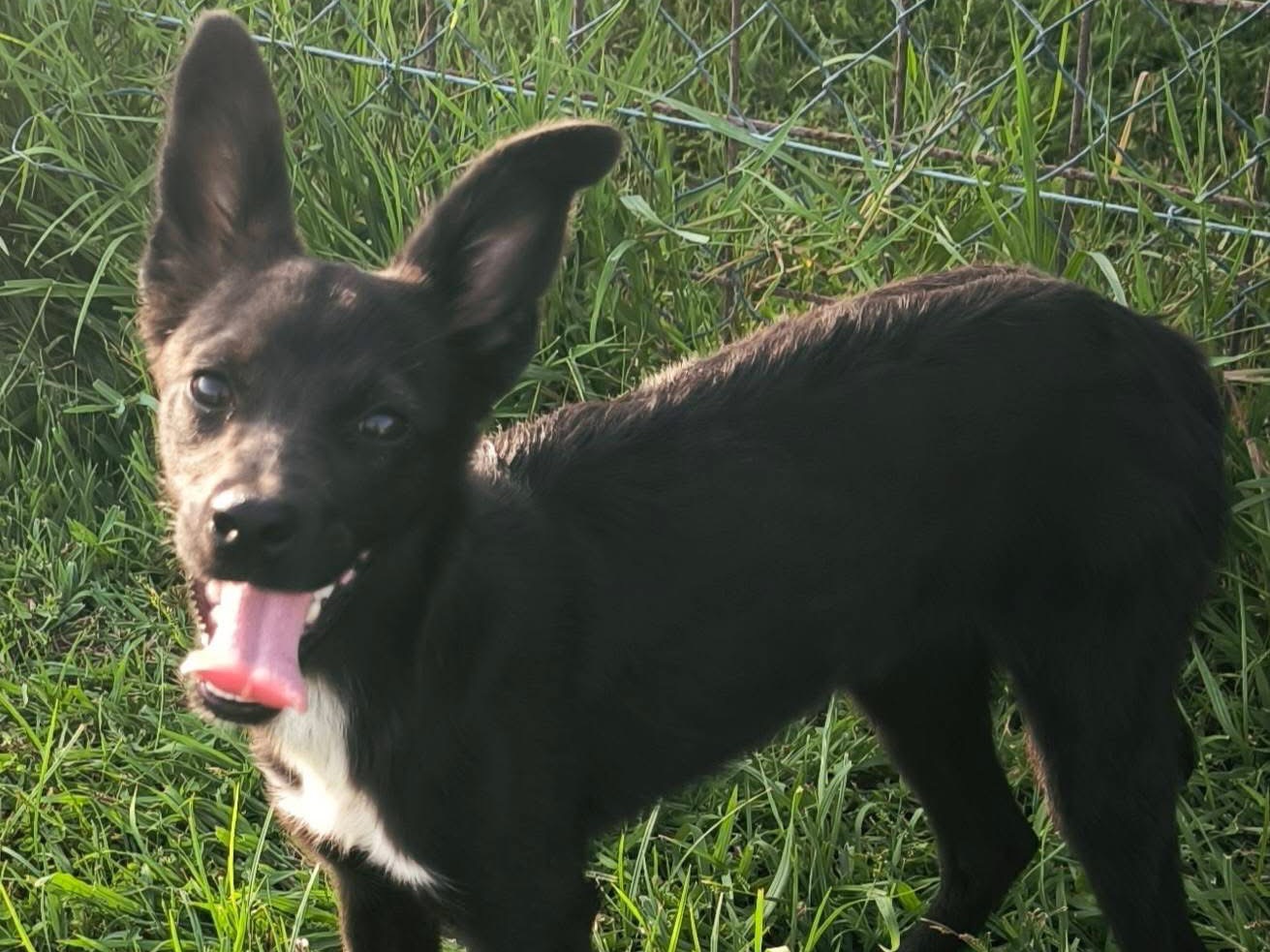 Adotta un cane, femmina, 6 mesi, Cosenza
