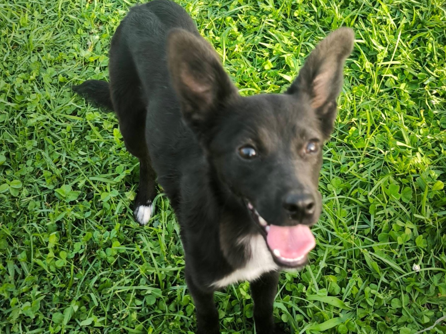 Adozione cane, femmina, Pinscher Razza sconosciuta, 6 mesi, taglia piccola, Cosenza