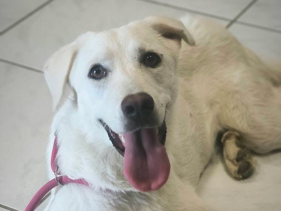Adotta un cane, femmina, 1 anno e 1 mese, Cosenza