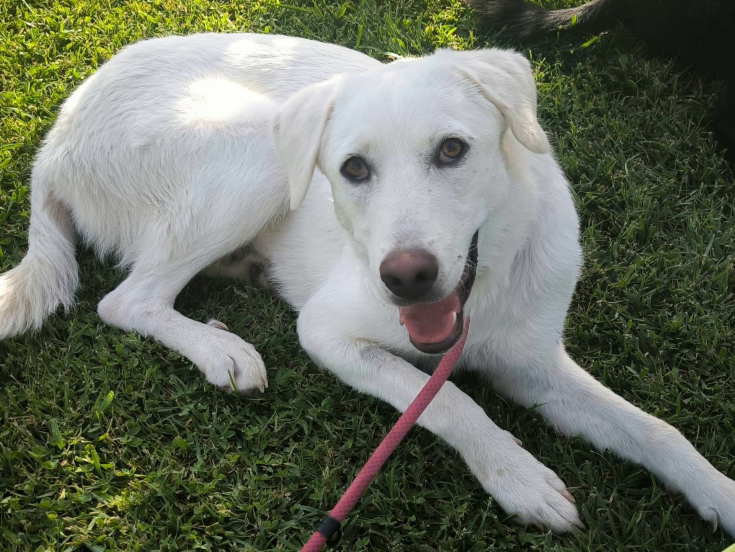 Adozione cane, femmina, Razza sconosciuta Razza sconosciuta, 1 anno e 1 mese, taglia media, Cosenza