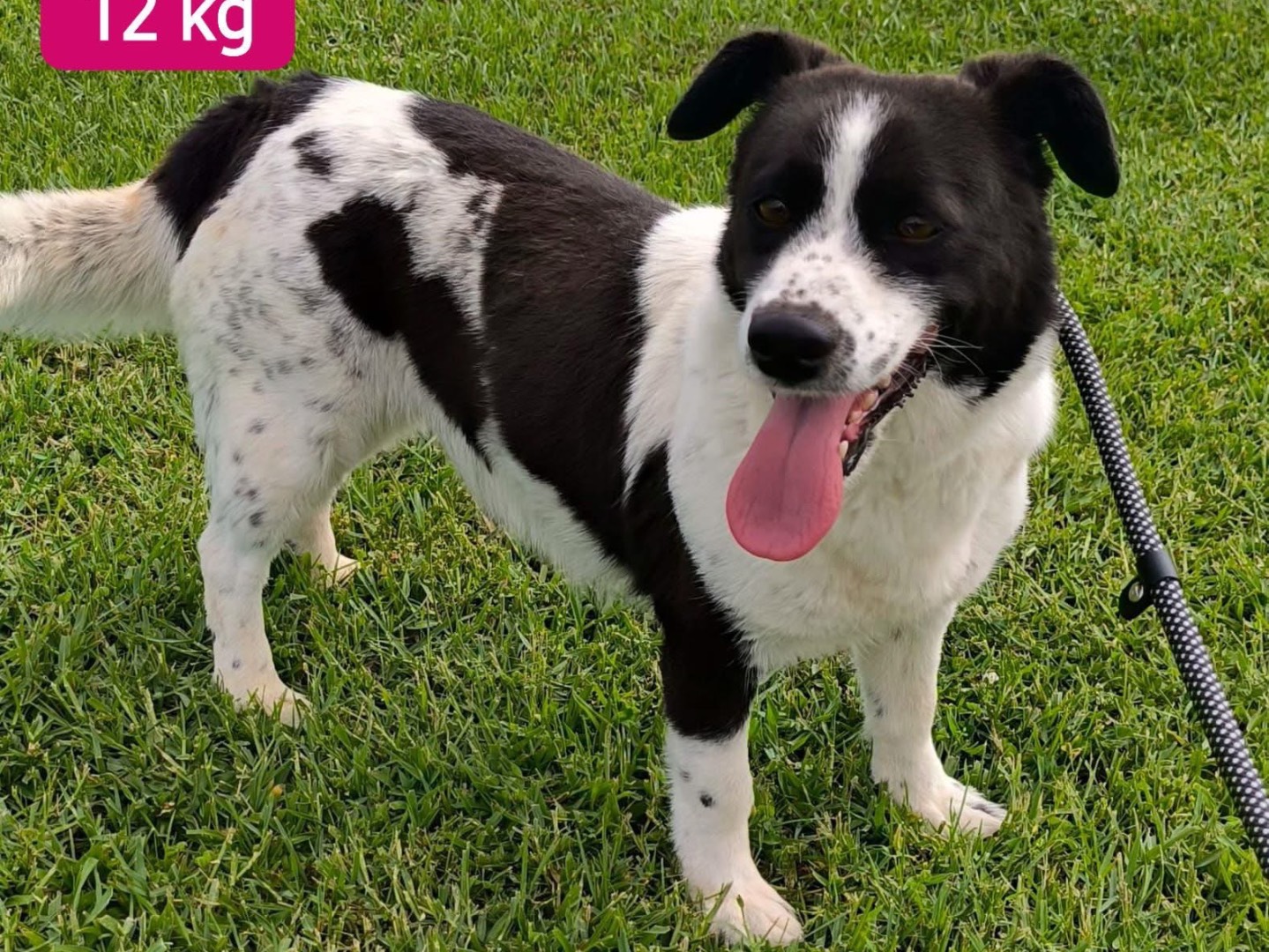 Adozione cane, femmina, Razza sconosciuta Razza sconosciuta, 5 anni e 1 mese, taglia media contenuta, Cosenza